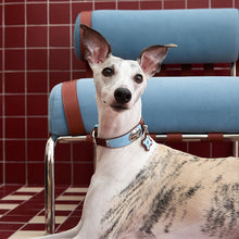 Whippet wearing the Coastal Blue cowhide leather dog collar