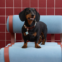 Dachshund wearing the Cocoa Brown cowhide leather dog collar
