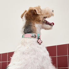 Dog wearing the Blush Pink and Mint cowhide leather dog collar